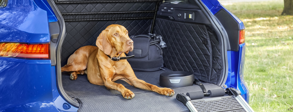 JAGUAR HAS THE PERFECT PRESENT FOR YOUR PET THIS CHRISTMAS