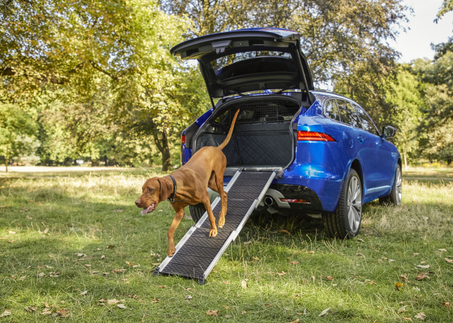 JAGUAR HAS THE PERFECT PRESENT FOR YOUR PET THIS CHRISTMAS