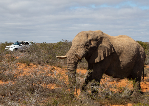 BIG GAME: LAND ROVER SURPRISES RUGBY PLAYING RANGERS TO MARK RUGBY WORLD CUP 2019TM COUNTDOWN