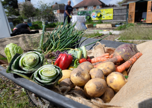 JLR allotment will provide fresh produce to the local community